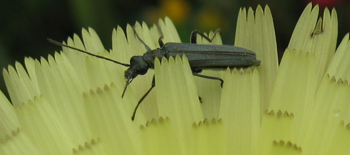 Oedemera virescens